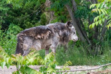 Kürk değişimi sırasında Timberwolf kendi bölgesinde.