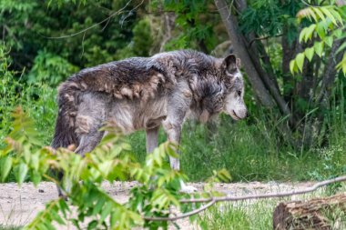 Kürk değişimi sırasında Timberwolf kendi bölgesinde.