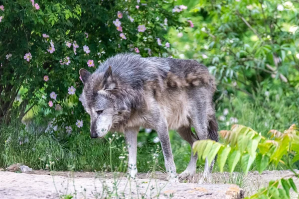 Kürk değişimi sırasında Timberwolf kendi bölgesinde.