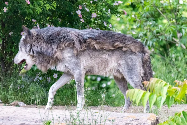 Timberwolf His Territory Fur Change — Stock Photo, Image