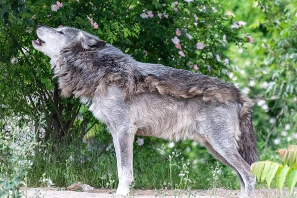 Timberwolf His Territory Fur Change — Stock Photo, Image