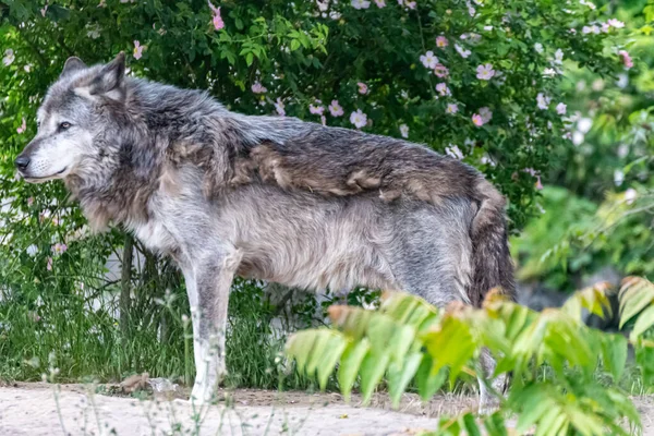 Kürk değişimi sırasında Timberwolf kendi bölgesinde.