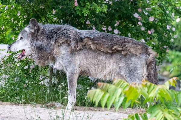 Timberwolf Seu Território Durante Mudança Pele — Fotografia de Stock