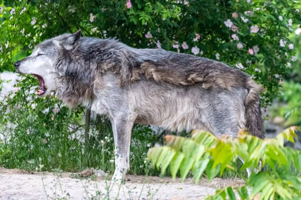 Timberwolf Seu Território Durante Mudança Pele — Fotografia de Stock