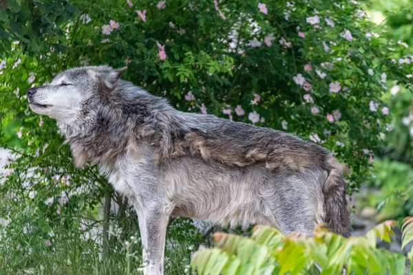 Timberwolf Seu Território Durante Mudança Pele — Fotografia de Stock