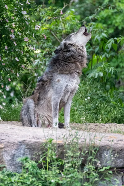 Kürk değişimi sırasında Timberwolf kendi bölgesinde.
