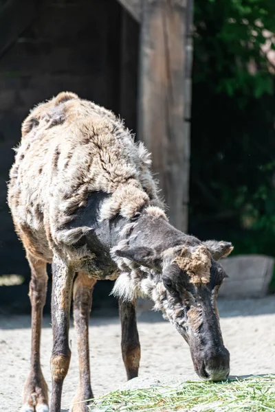 Caribou Verandert Van Vacht Zomer — Stockfoto