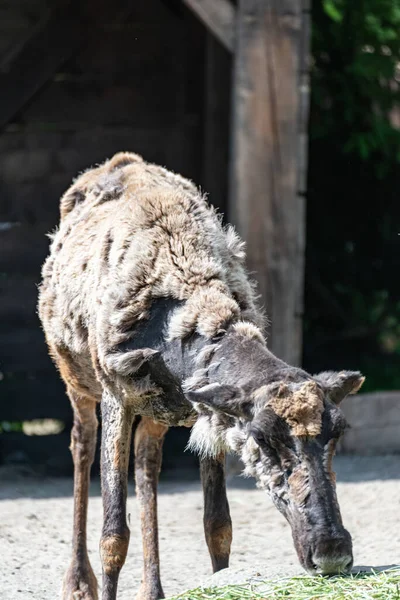 Caribou Verandert Van Vacht Zomer — Stockfoto