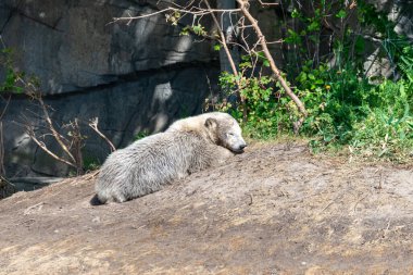 Kutup ayısı Bebek onun bölgesini keşfediyor