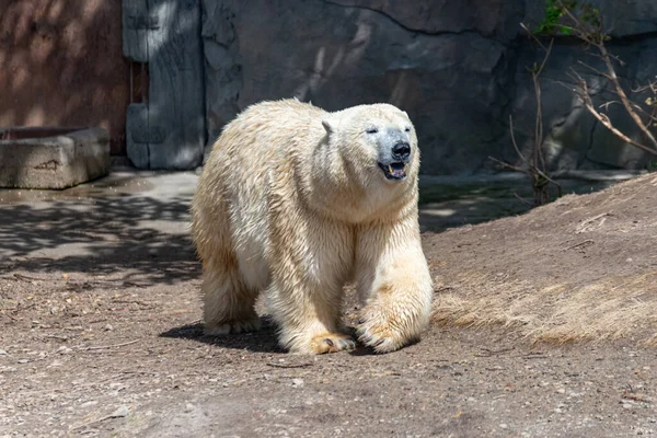 Polar Urso Mãe Protege Seu Jovem — Fotografia de Stock