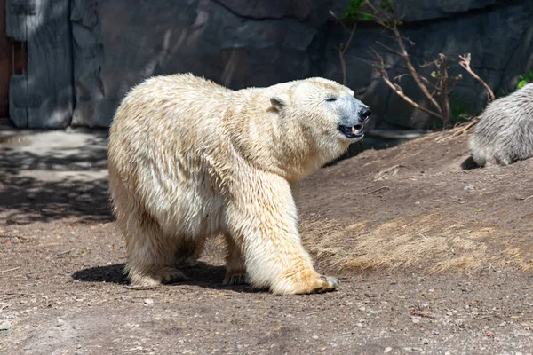 Polar Urso Mãe Protege Seu Jovem — Fotografia de Stock