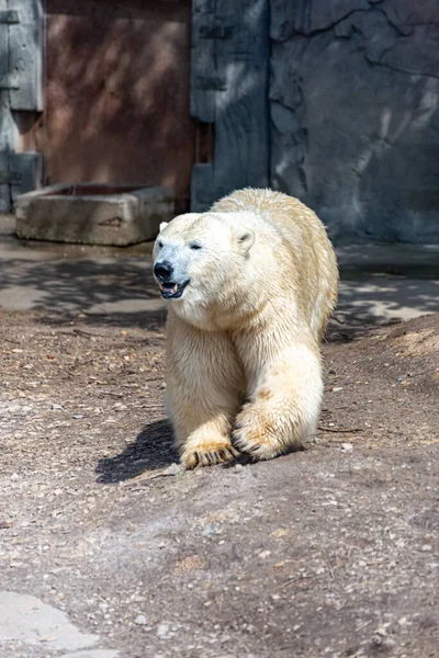 Polar Urso Mãe Protege Seu Jovem — Fotografia de Stock