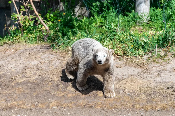 Polar Bear Baby Explores His Territory — Stock Photo, Image