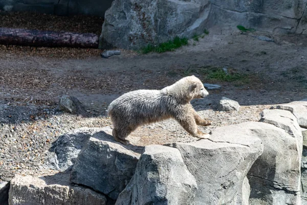Urso Polar Bebê Explora Seu Território — Fotografia de Stock