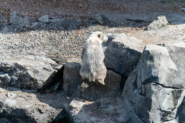 Urso Polar Bebê Explora Seu Território — Fotografia de Stock