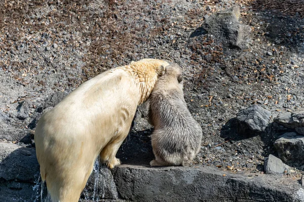 Polar Oso Mamá Protege Sus Jóvenes — Foto de Stock