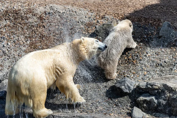 Полярний Ведмідь Мама Захищає Свою Молоду — стокове фото