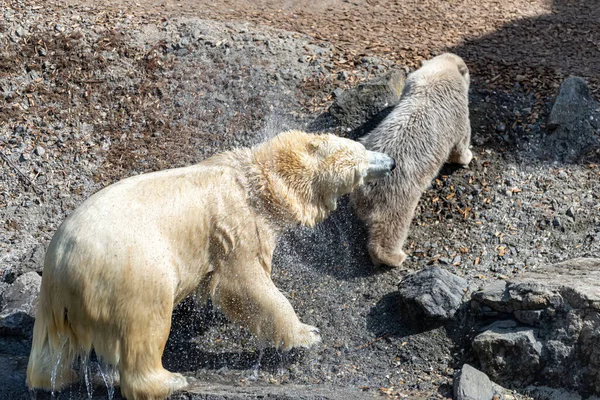 Polar Oso Mamá Protege Sus Jóvenes — Foto de Stock