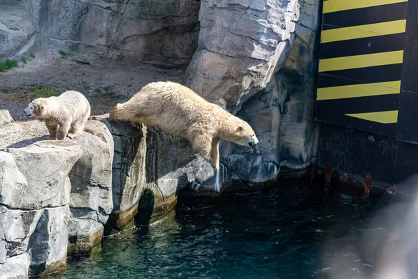 Білий Ведмідь Стрибає Прохолодну Воду — стокове фото