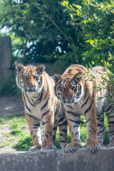 シベリアトラは彼らの領土を歩き回る — ストック写真