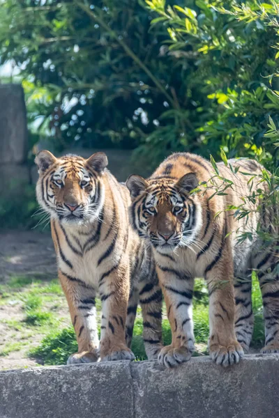 シベリアトラは彼らの領土を歩き回る — ストック写真