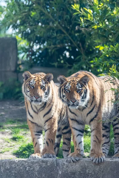 Tigres Siberianos Vagan Por Territorio — Foto de Stock