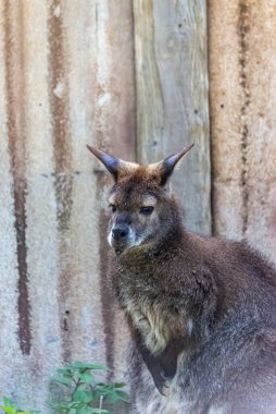 Avustralya Kanguruları güneşin tadını çıkarırlar