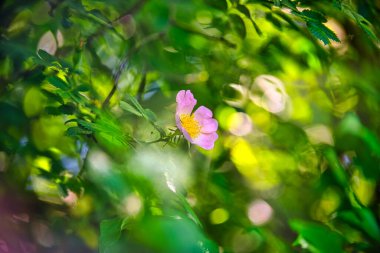 Eschen-Rose harika bir gün ışığında