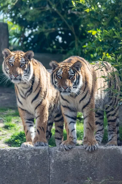Tigres Siberianos Vagan Por Territorio — Foto de Stock