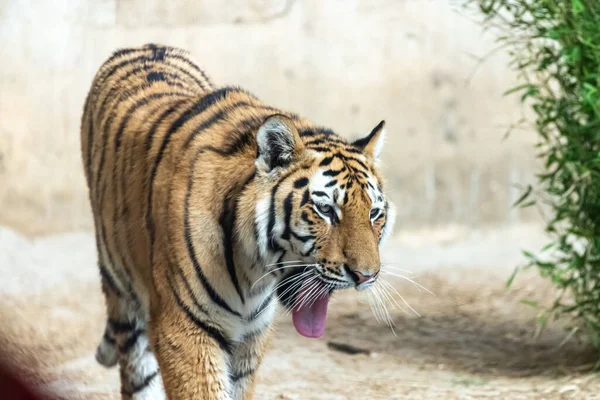 シベリアトラは彼らの領土を歩き回る — ストック写真