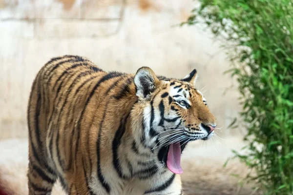 シベリアトラは彼らの領土を歩き回る — ストック写真