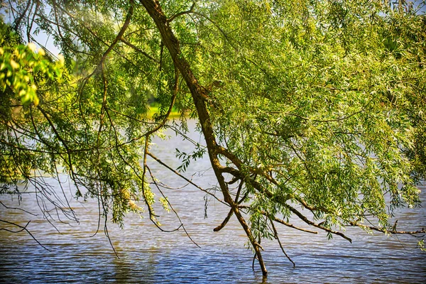Branch Tree Grows Water — Stock Photo, Image