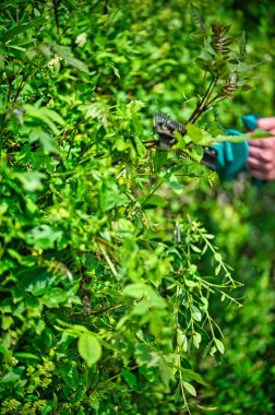 Çit biçme makinesiyle çiti kes.