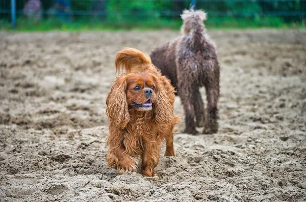 Собаки Играют Развлекаются Собачьем Пляже Лангенхагене Возле Ганновера Сильберзее — стоковое фото