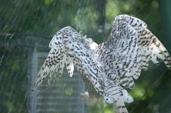 Snowy Owl Flies Wings Spread — Stock Photo, Image