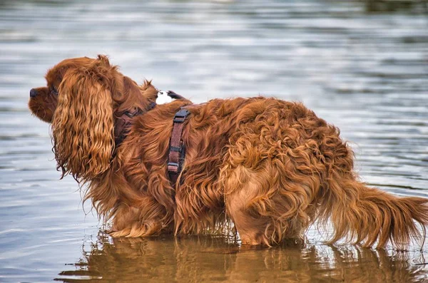 Hannover Yakınlarındaki Silbersee Langenhagen Köpek Kumsalında Köpek Oyunu Şamatası — Stok fotoğraf