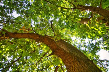 Tepeden tırnağa yaprak döken bir ağaç