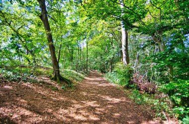 Ağustosta yeşil ağaçlı ve güneşli bir orman