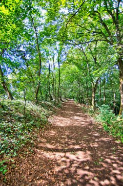 Ağustosta yeşil ağaçlı ve güneşli bir orman