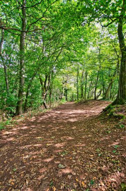Ağustosta yeşil ağaçlı ve güneşli bir orman