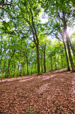 Ağustosta yeşil ağaçlı ve güneşli bir orman