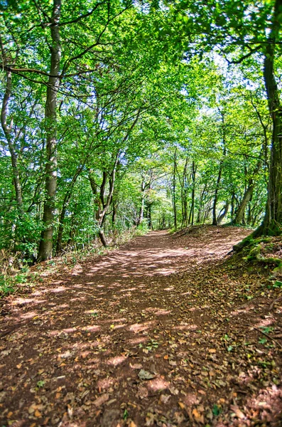 Forest Green Trees Sunshine August — Stock Photo, Image