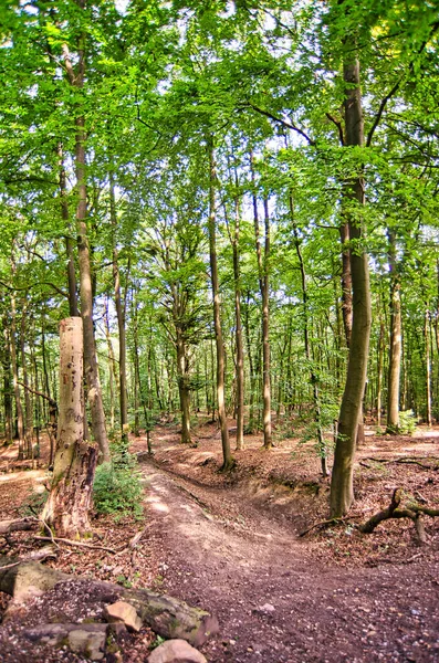 Ağustosta yeşil ağaçlı ve güneşli bir orman