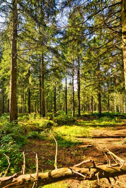 Almanya 'da Aşağı Saksonya' daki Harz Dağları 'ndaki Kozalaklı Orman