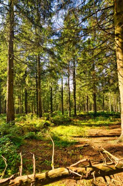 Almanya 'da Aşağı Saksonya' daki Harz Dağları 'ndaki Kozalaklı Orman