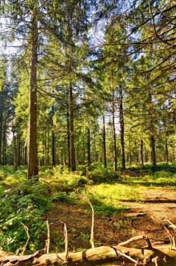 Almanya 'da Aşağı Saksonya' daki Harz Dağları 'ndaki Kozalaklı Orman