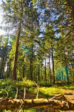 Almanya 'da Aşağı Saksonya' daki Harz Dağları 'ndaki Kozalaklı Orman