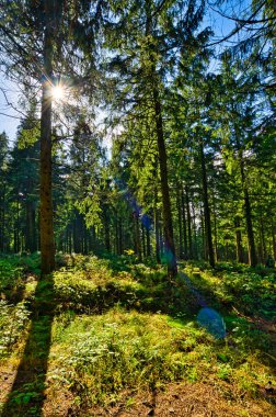Almanya 'da Aşağı Saksonya' daki Harz Dağları 'ndaki Kozalaklı Orman