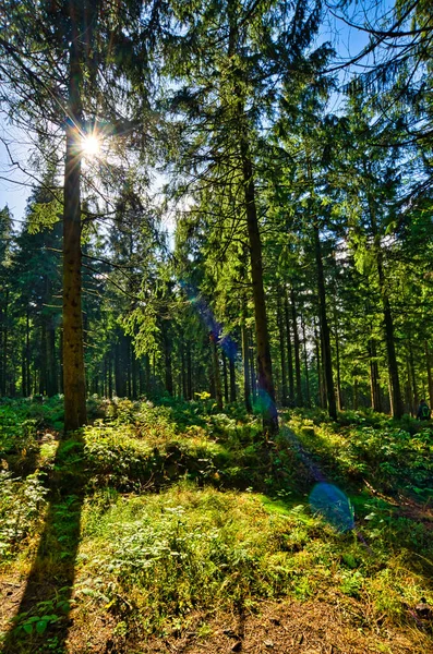 Almanya 'da Aşağı Saksonya' daki Harz Dağları 'ndaki Kozalaklı Orman