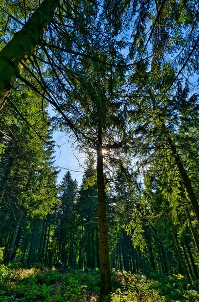 Almanya 'da Aşağı Saksonya' daki Harz Dağları 'ndaki Kozalaklı Orman